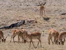 Bologonja_Seronera2009-9